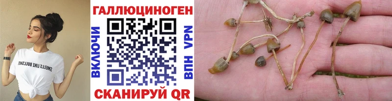 Псилоцибиновые грибы прущие грибы  Белокуриха 